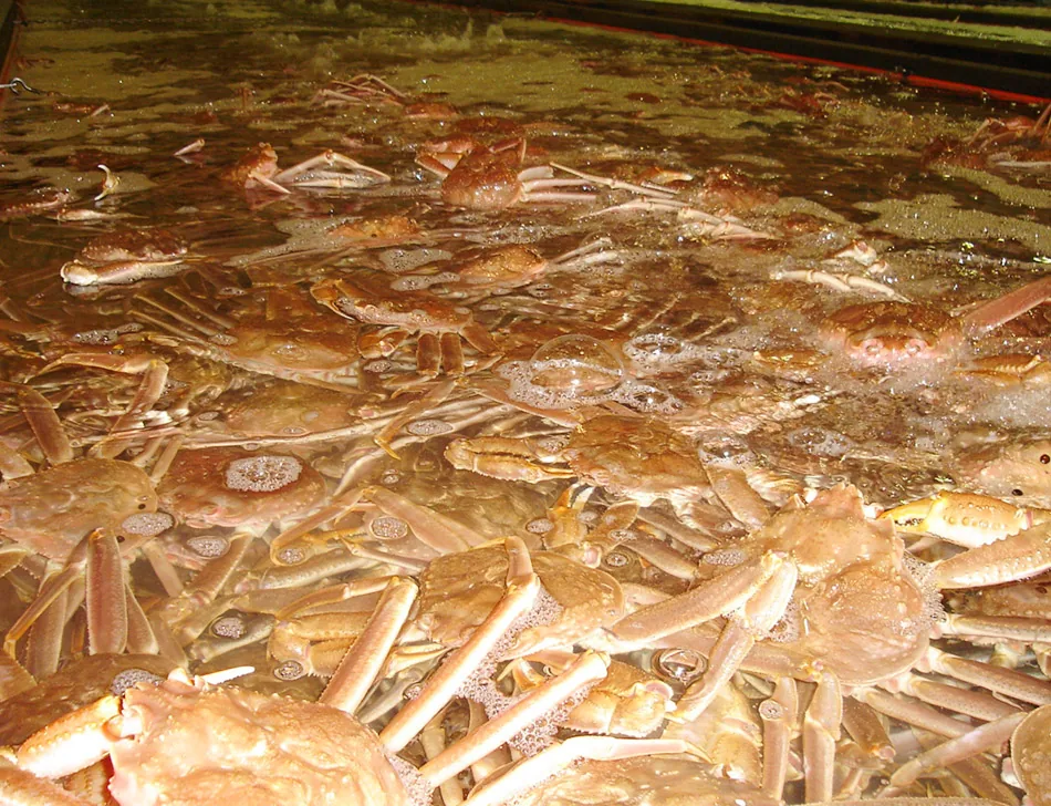 Live crab tanks