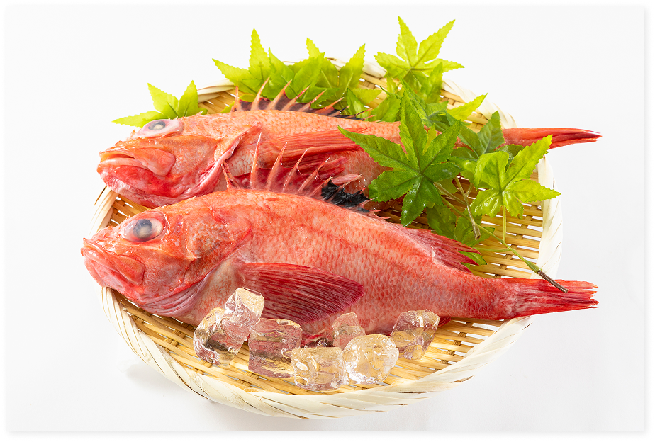 Frozen Kinki Rockfish